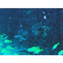 Pterois miles (Bennett, 1828)