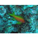 Pseudanthias squamipinnis (Peters, 1855)