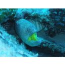 Gymnothorax nudivomer (Gunther, 1867)