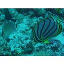 Chaetodon meyeri Bloch et Schneider, 1801