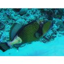 Balistoides viridescens (Bloch et Schneider, 1801)