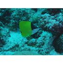 Forcipiger flavissimus Jordan et McGregor, 1898