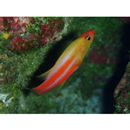 Liopropoma tonstrinum Randall et Taylor, 1988