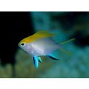 Neoglyphidodon melas (Cuvier, 1830)