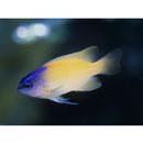 Chrysiptera rex (Snyder, 1909)