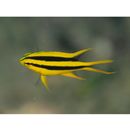 Neoglyphidodon nigroris (Cuvier, 1830)