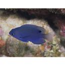 Pomacentrus nagasakiensis Tanaka, 1917