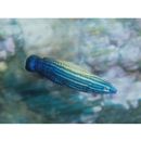 Labropsis xanthonota Randall, 1981