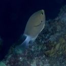 Chromis ovatiformis Fowler, 1946