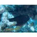 Atrosalarias hosokawai Suzuki et Senou, 1999