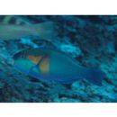 Chlorurus bowersi (Snyder, 1909)