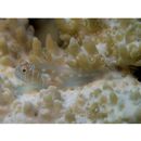 Gobiodon prolixus Winterbottom et Harold, 2005