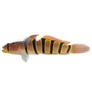 Pterogobius elapoides (Gunther, 1872)