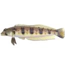 Parapercis sexfasciata (Temminck et Schlegel, 1843)