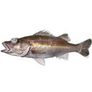 Niphon spinosus Cuvier, 1828