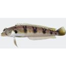 Parapercis sexfasciata (Temminck et Schlegel, 1843)