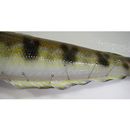 Parapercis sexfasciata (Temminck et Schlegel, 1843)