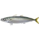 Decapterus macrosoma Bleeker, 1851