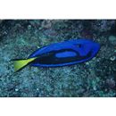 Paracanthurus hepatus (Linnaeus, 1766)