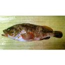 Epinephelus akaara (Temminck et Schlegel, 1842)