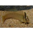 Omobranchus fasciolatoceps (Richardson, 1846)