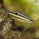 Lutjanus russellii (Bleeker, 1849)