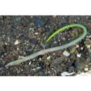 Scolecenchelys aoki (Jordan et Snyder, 1901)