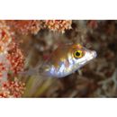 Canthigaster axiologa Whitley, 1931