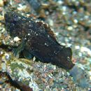 Sebastes hubbsi (Matsubara, 1937)