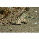 Hippocampus mohnikei Bleeker, 1854