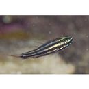 Ostorhinchus taeniophorus (Regan, 1908)