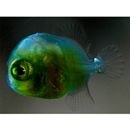 Monacanthidae, indet. gen. & sp