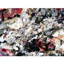 Grallenia arenicola Shibukawa et Iwata, 2007