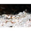 Grallenia arenicola Shibukawa et Iwata, 2007