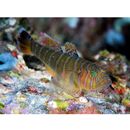 Priolepis akihito Hoese et Larson, 2010