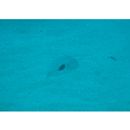 Iniistius twistii (Bleeker, 1856)