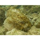 Scorpaenopsis macrochir Ogilby, 1910