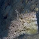 Pseudomonacanthus macrurus (Bleeker, 1856)