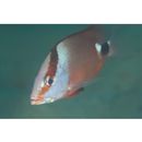 Lutjanus malabaricus Schneider, 1801