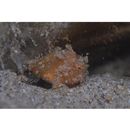 Antennatus rosaceus (Smith et Radcliffe, 1912)