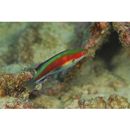 Cirrhilabrus katherinae Randall, 1992