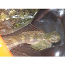 Andamia reyi (Sauvage, 1880)