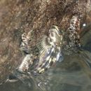 Andamia reyi (Sauvage, 1880)