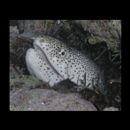 Gymnothorax pictus (Ahl, 1789)