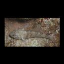 Bathygobius cyclopterus (Valenciennes, 1837)