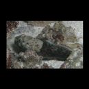 Bathygobius cyclopterus (Valenciennes, 1837)