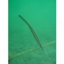 Anacanthus barbatus Gray, 1830