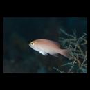Pseudanthias engelhardi (Allen et Starck, 1982)