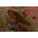 Trimma agrena Winterbottom et Chen, 2004