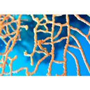 Hippocampus denise Lourie et Randall, 2003